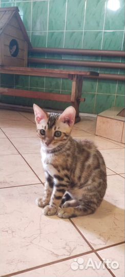 Бенгальская кошечка