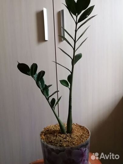 Долларовое дерево - замиокулькас