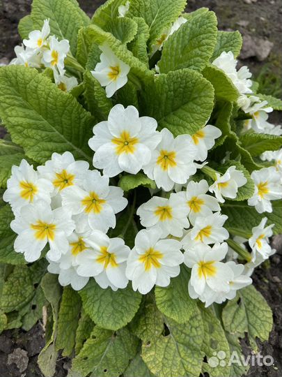 Цветы примула