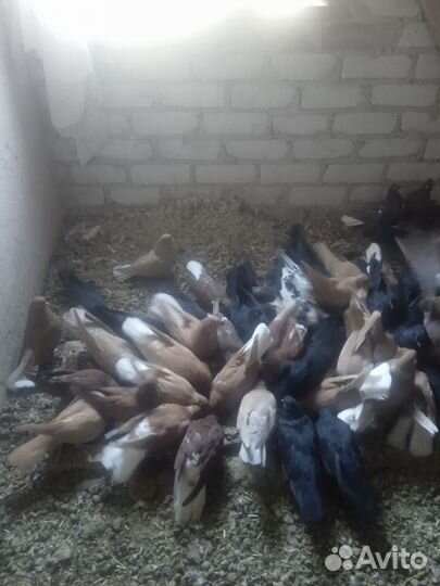 Голуби Николаевские