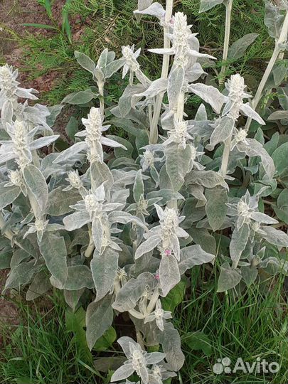 Чистец шерстистый (заячьи или овечьи ушки)