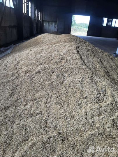 Овёс, пшеница