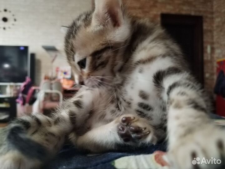 Бенгальская