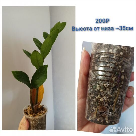 Замиокулькас