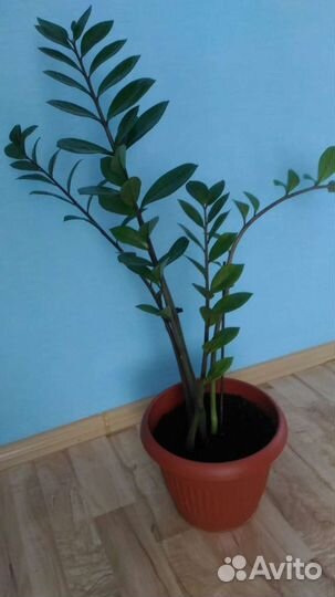 Замиокулькас женское счастье