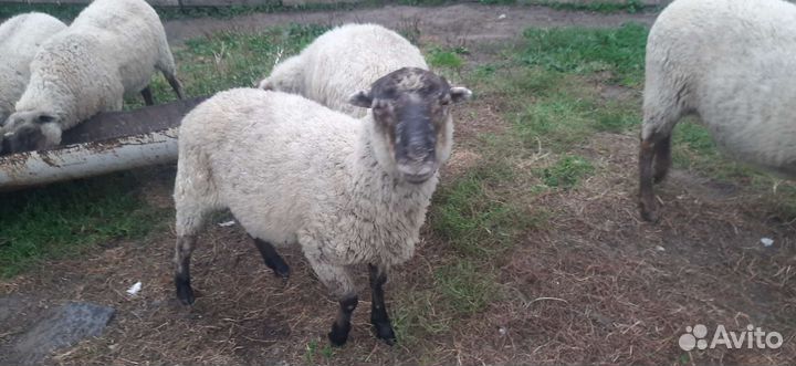 Продам отару овец,цена договарная