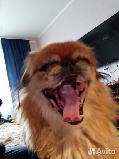 Передержка домашних животных