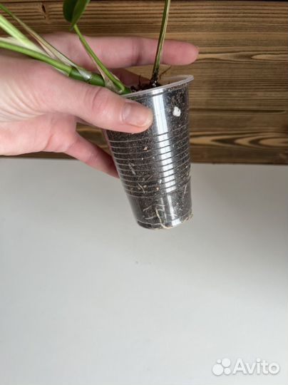 Рафидора тетрасперма