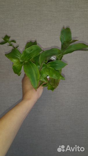 Традесканции