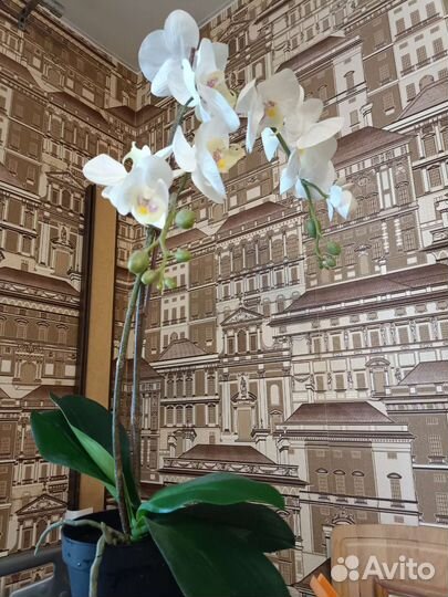 Орхидея фаленопсис искусст. Икеа