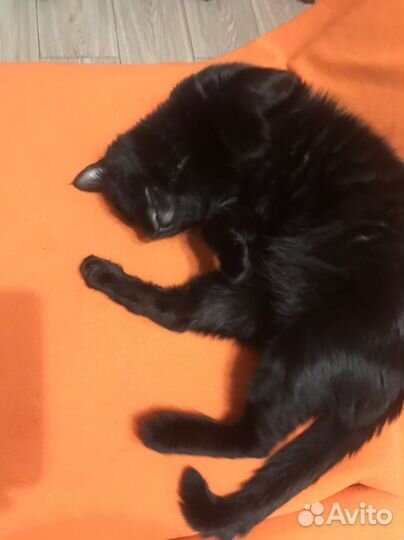 Белый кот на млучку с кошкой