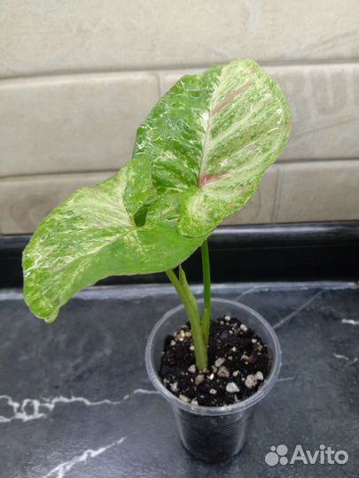 Сингониумы сортовые