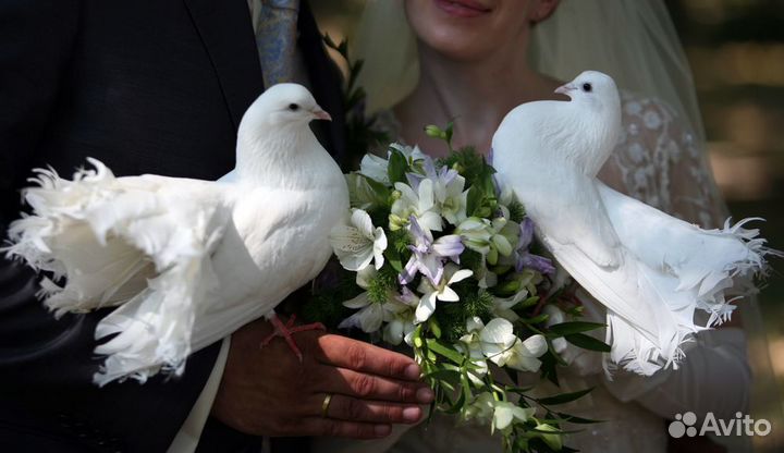 Выпуск голубей