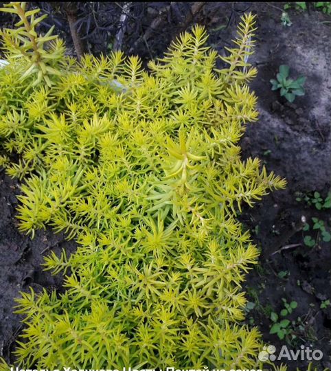 Многолетники, почвопокровные