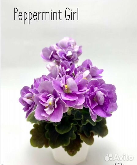 Сортовые микромини фиалки