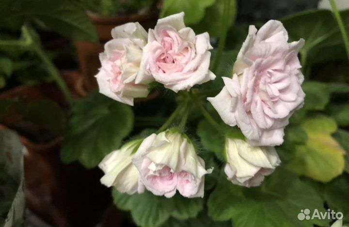 Пеларгония герань Milfield Rose