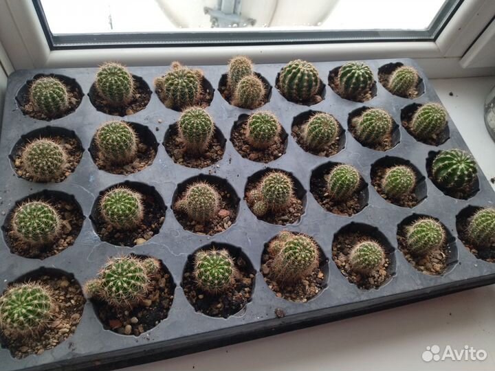 Кактусы малыши микс