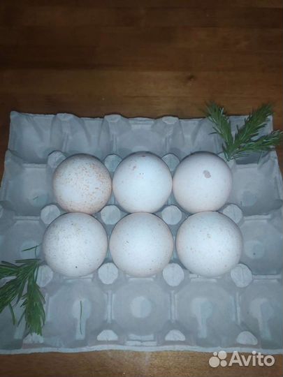 Инкубационное яйцо индейки, Индоутки