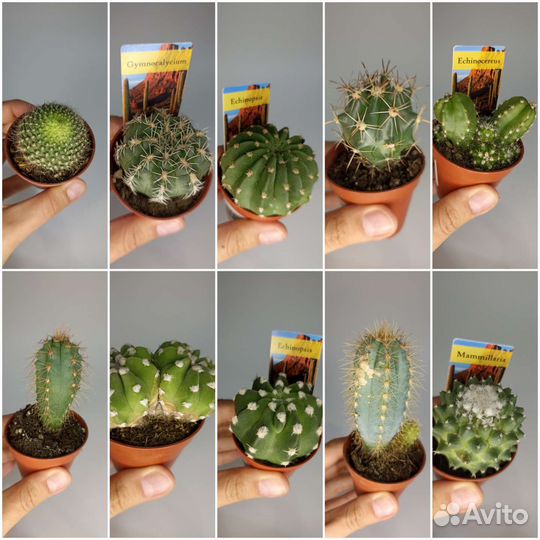 Суккуленты