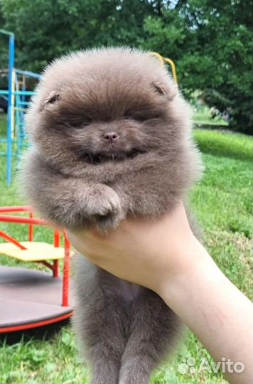 Лиловое чудо