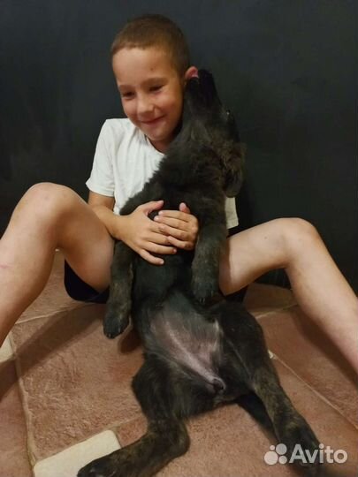 Коротколапик в дар