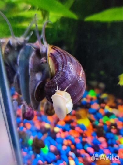 Улитки аквариумные ампулярии