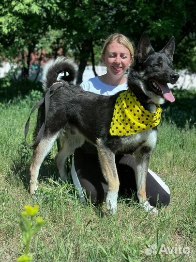 Добрый Гектор из приюта ищет дом
