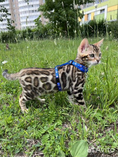 Бенгальские чистокровные котята