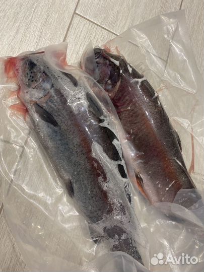 Рыба карп речной