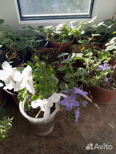 Цветы жених и невеста