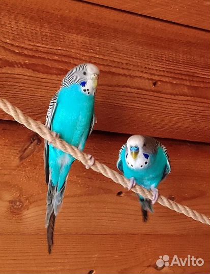 Волнистые попугаи пара