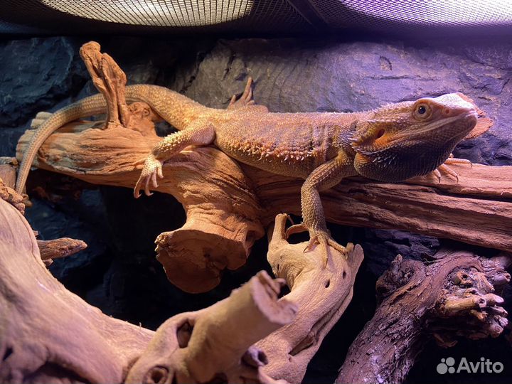 Бородатая агама