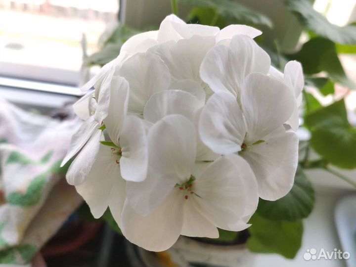 Цветочные керамические горшки (2шт)с геранью