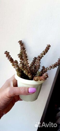 Редкие суккуленты