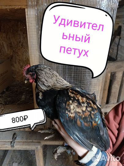 Петух