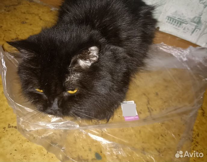 Домашние животные кошки