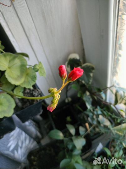 Пеларгония герань