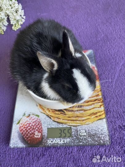 Кролик мальчик минор 300 грамм