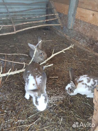 Кролики домашние, мясом и живьём