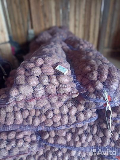 Картофель семенной сорт ред соня