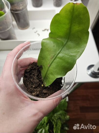 Эпифиллум оксипеталум Царица ночи