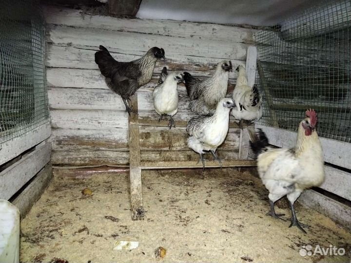 Лакеданзи / зелёное яйцо. Мехеленская кукушка