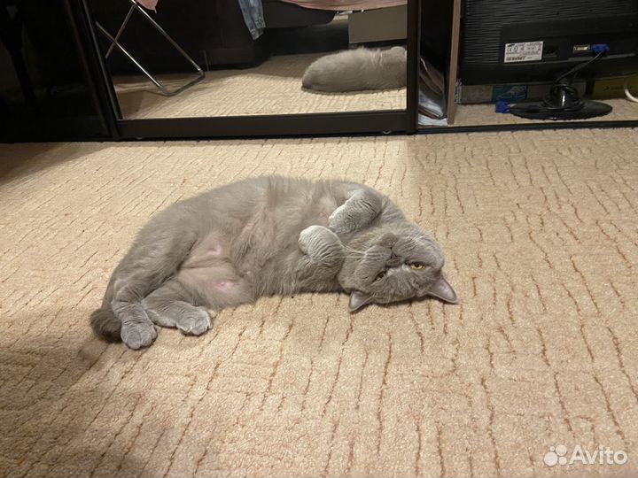 Отдам в добрые руки