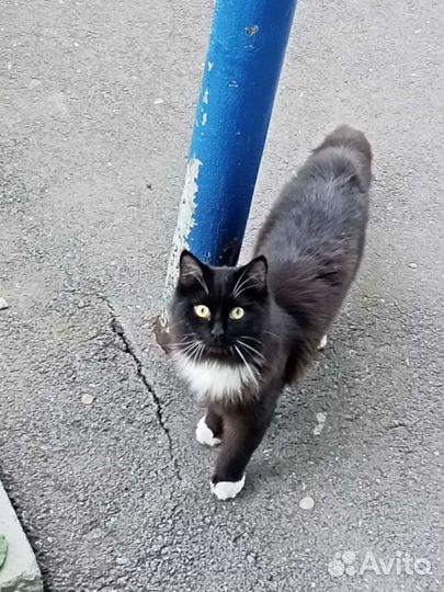 Пушистый котик