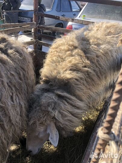 Овцы бараны