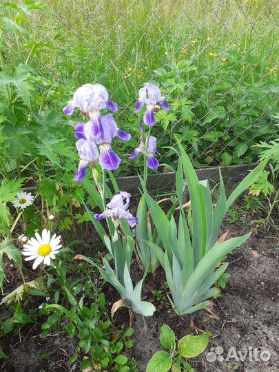 Цветы для вашего сада