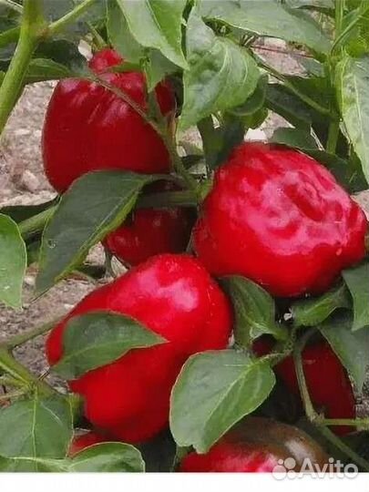 Семена, сеянцы перца Калифорнийское Чудо