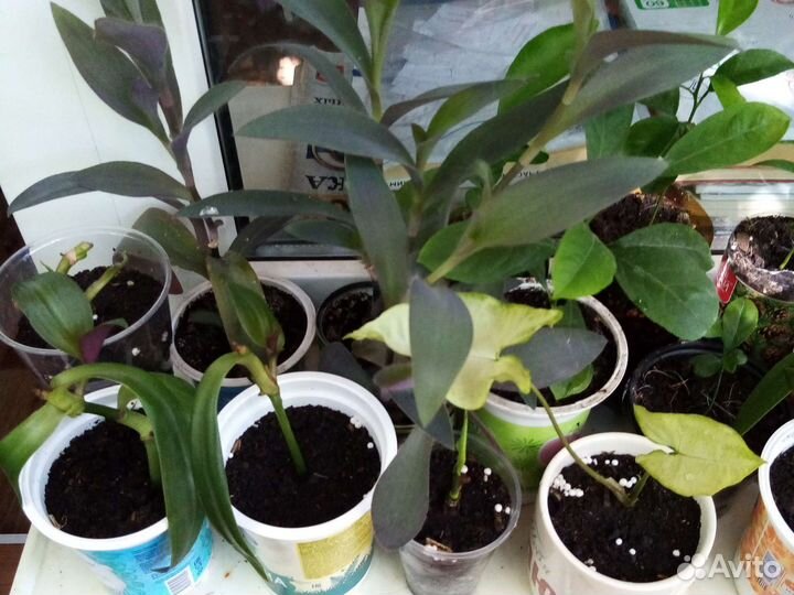 Комнатные цветы