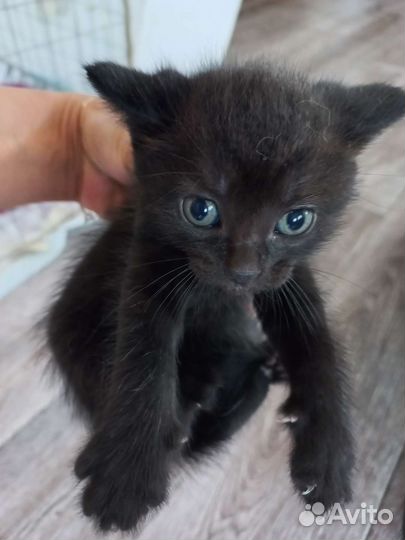 Кошка в дар