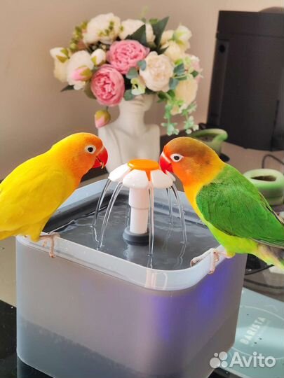 Пара попугаев неразлучников